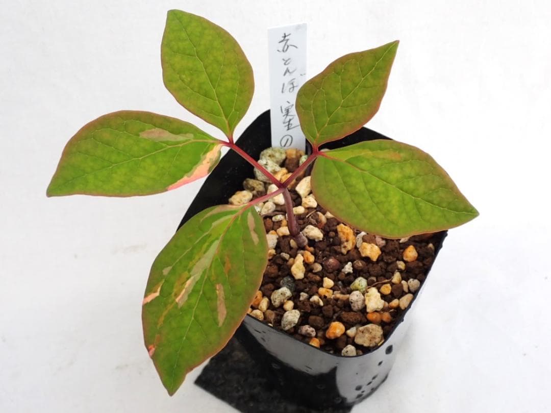 山野草　斑入りヤマシャクヤク　白三光斑　”赤とんぼ”　①