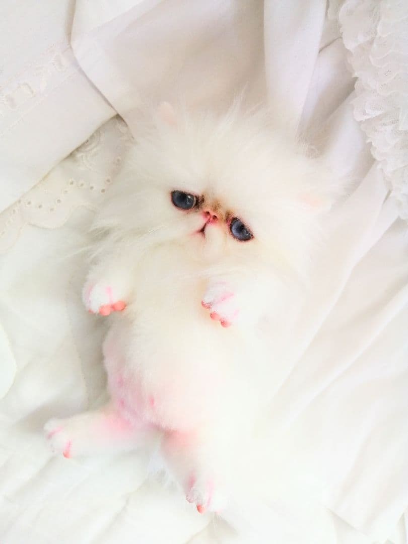 お腹ぽっこり♡エキゾチックベビー♡子猫ちゃん♡アートドール♡ぬいぐるみ♡