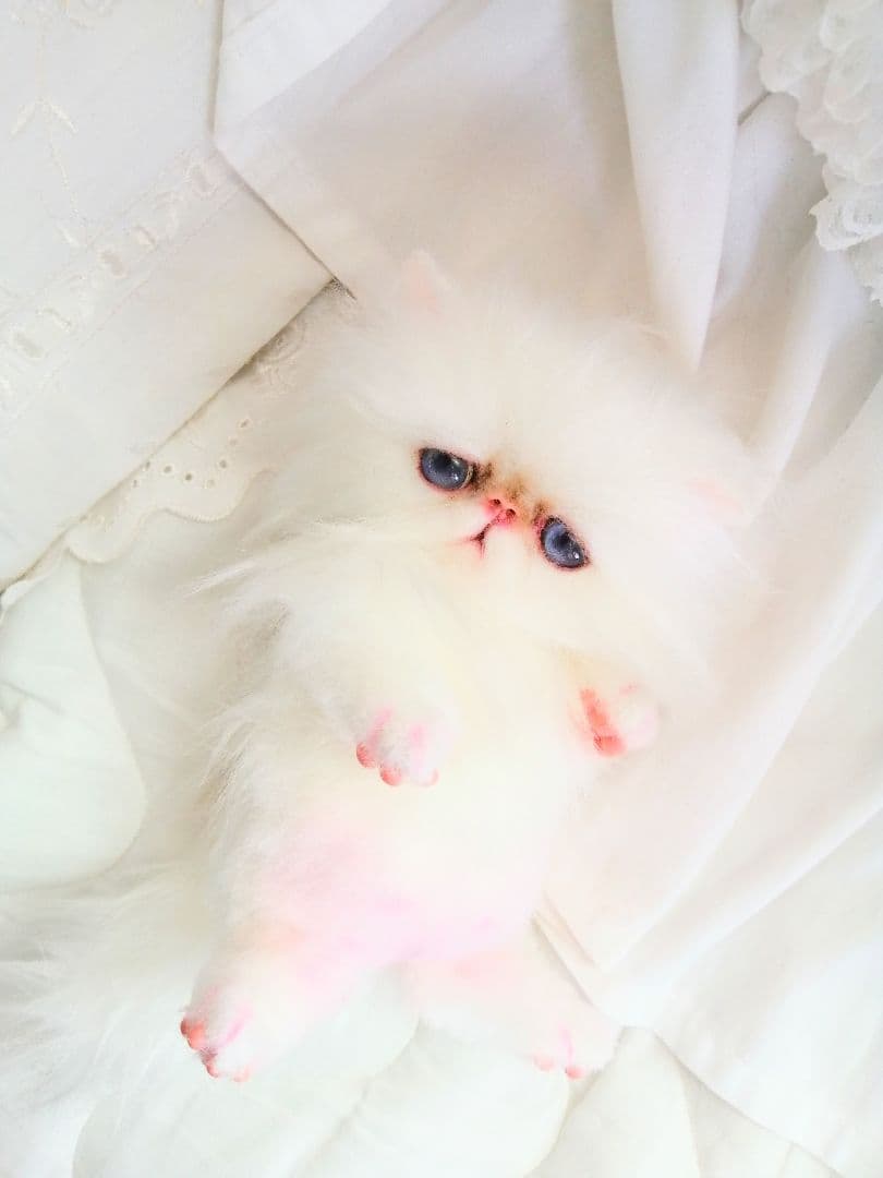 お腹ぽっこり♡エキゾチックベビー♡子猫ちゃん♡アートドール♡ぬいぐるみ♡