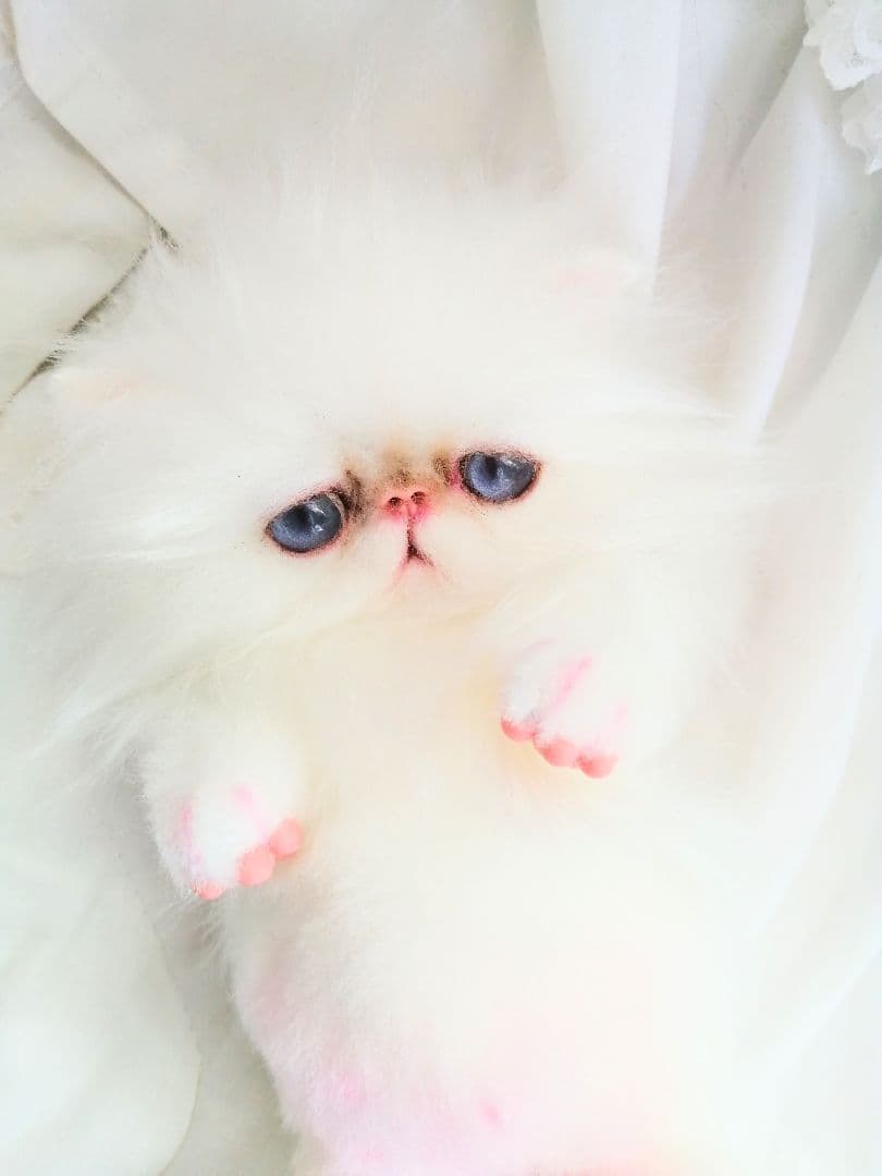 お腹ぽっこり♡エキゾチックベビー♡子猫ちゃん♡アートドール♡ぬいぐるみ♡