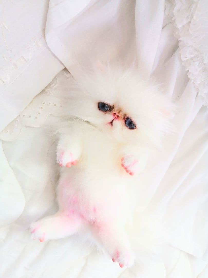 お腹ぽっこり♡エキゾチックベビー♡子猫ちゃん♡アートドール♡ぬいぐるみ♡