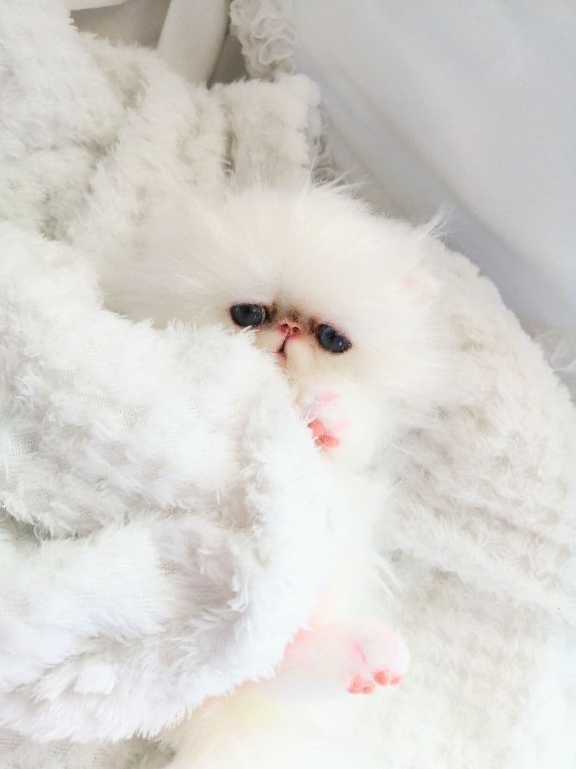 お腹ぽっこり♡エキゾチックベビー♡子猫ちゃん♡アートドール♡ぬいぐるみ♡