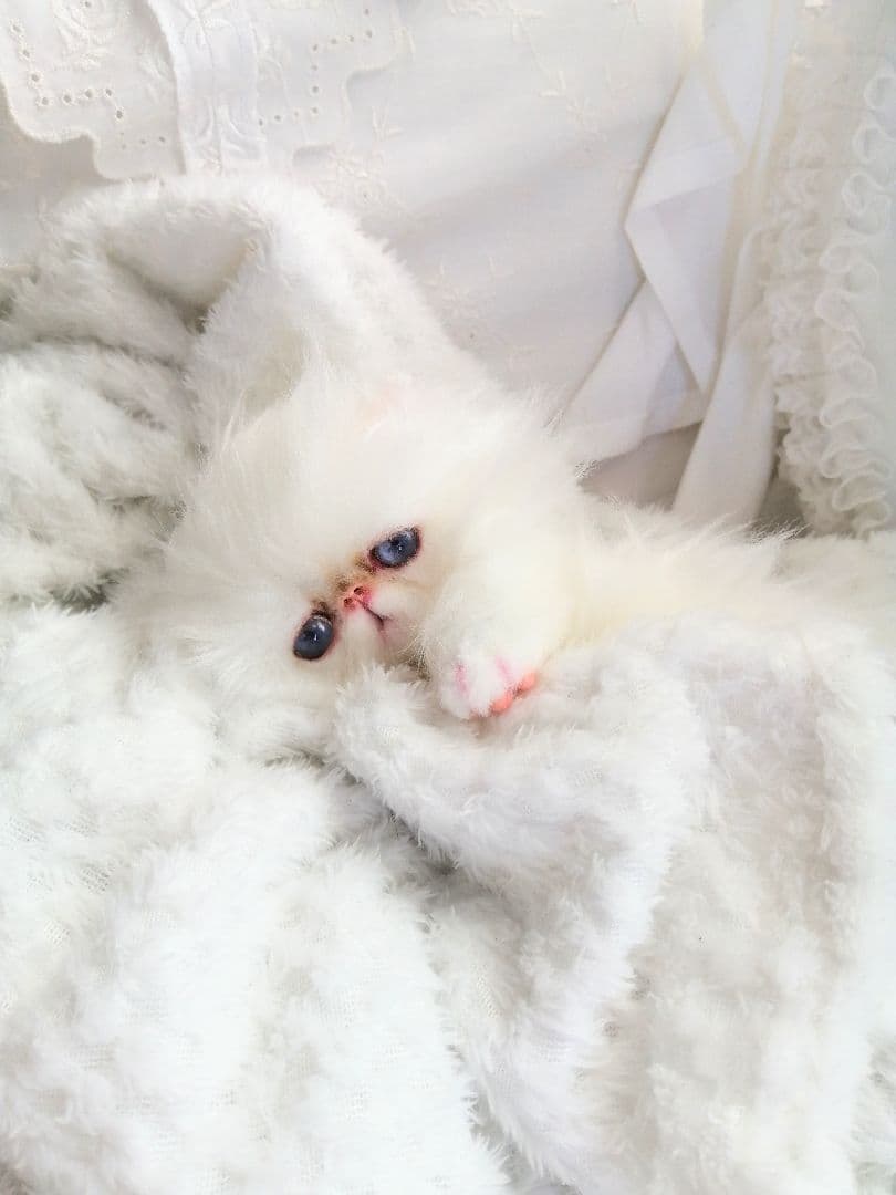お腹ぽっこり♡エキゾチックベビー♡子猫ちゃん♡アートドール♡ぬいぐるみ♡