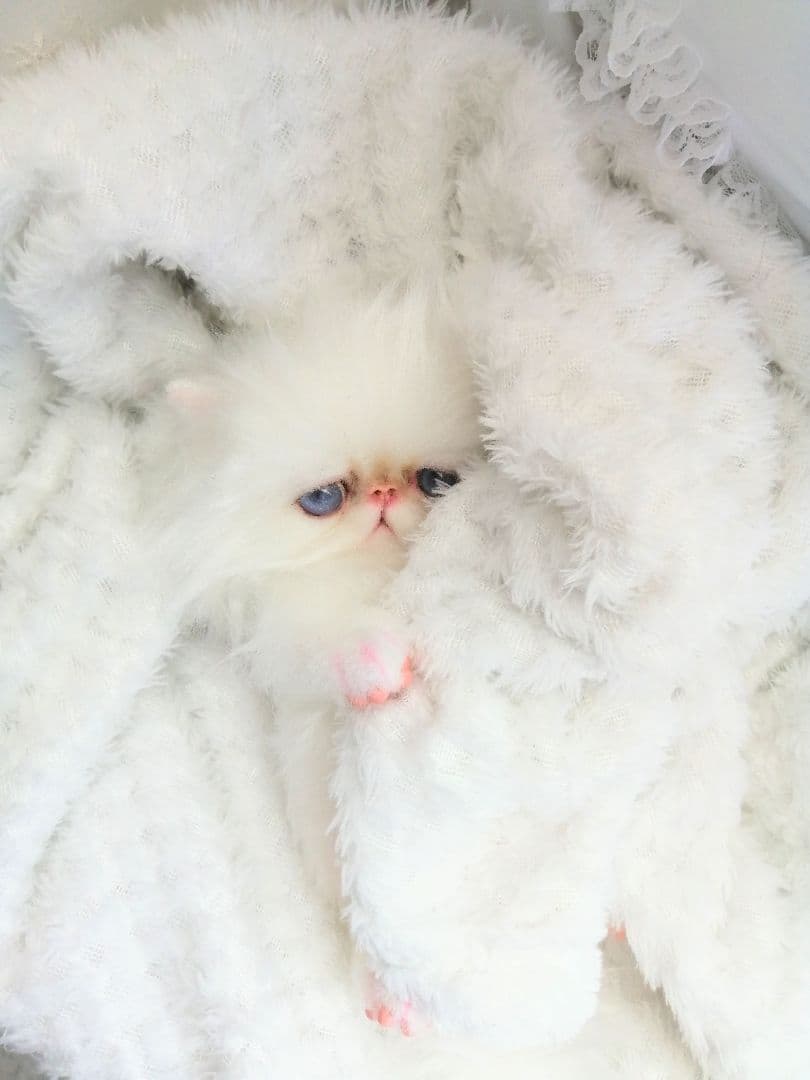 お腹ぽっこり♡エキゾチックベビー♡子猫ちゃん♡アートドール♡ぬいぐるみ♡