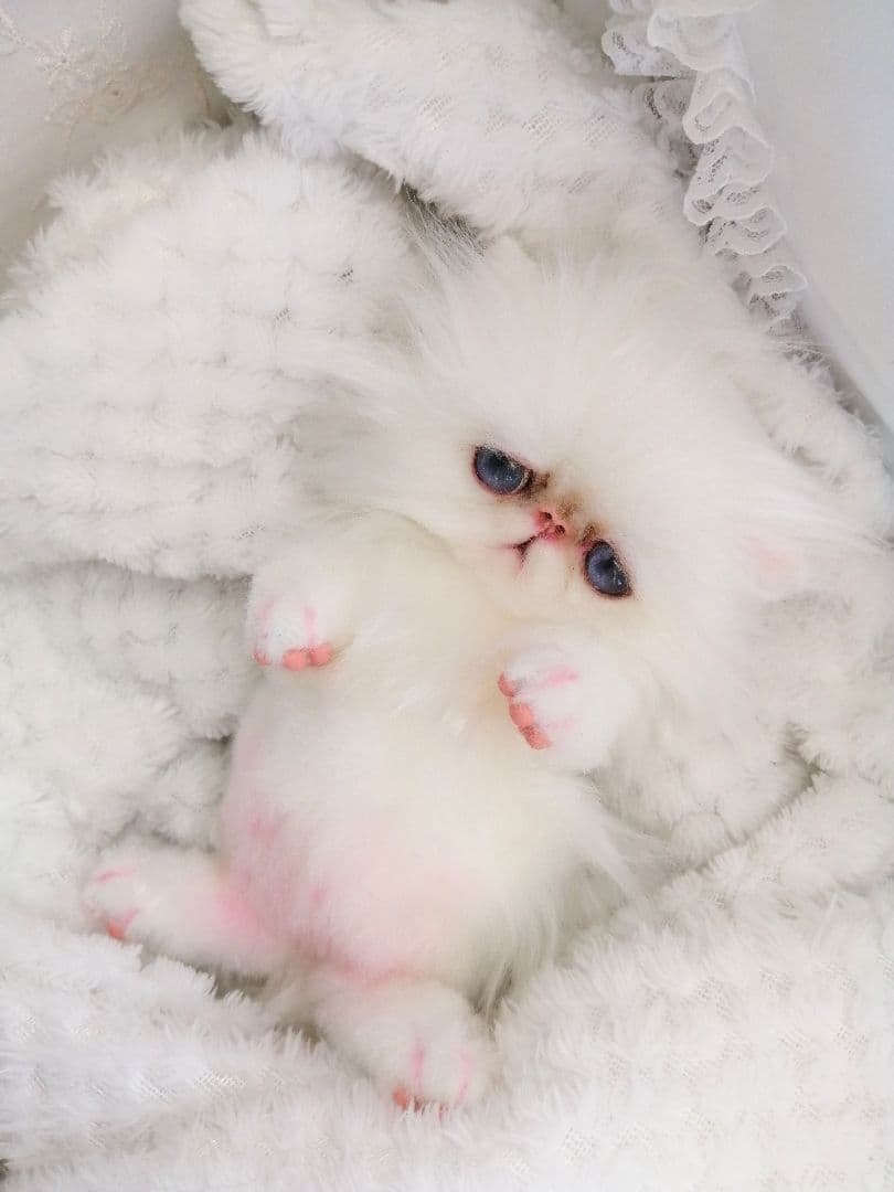 お腹ぽっこり♡エキゾチックベビー♡子猫ちゃん♡アートドール♡ぬいぐるみ♡