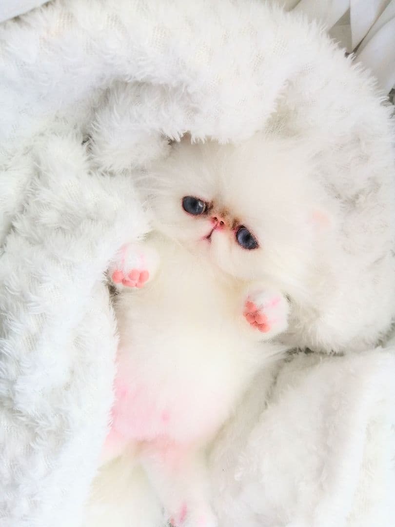 お腹ぽっこり♡エキゾチックベビー♡子猫ちゃん♡アートドール♡ぬいぐるみ♡