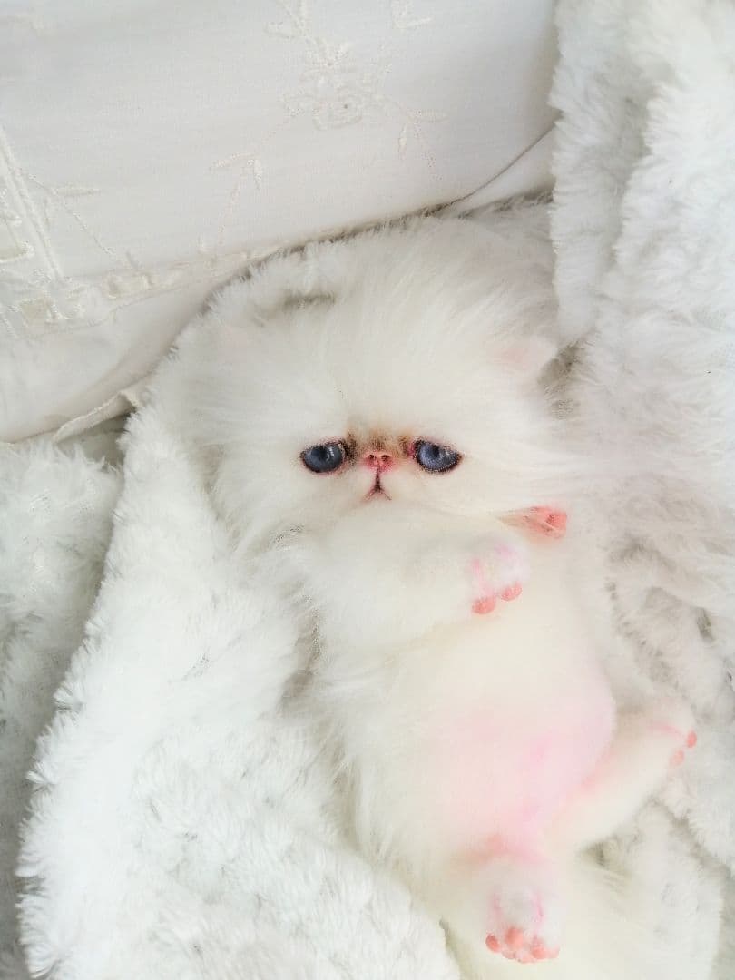 お腹ぽっこり♡エキゾチックベビー♡子猫ちゃん♡アートドール♡ぬいぐるみ♡