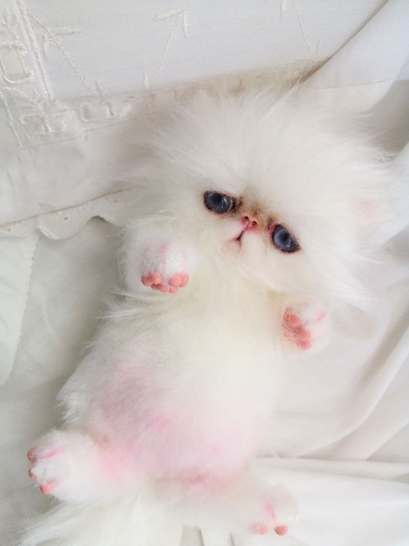 お腹ぽっこり♡エキゾチックベビー♡子猫ちゃん♡アートドール♡ぬいぐるみ♡