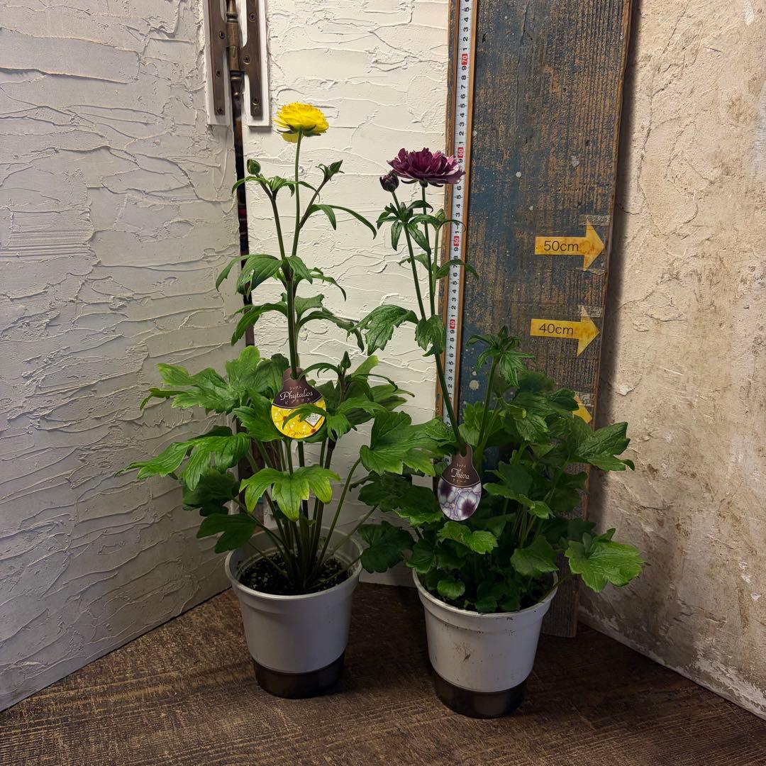 の*ん様 ガーデニング　ラナンキュラス　ラックス　変則アソート6ポット