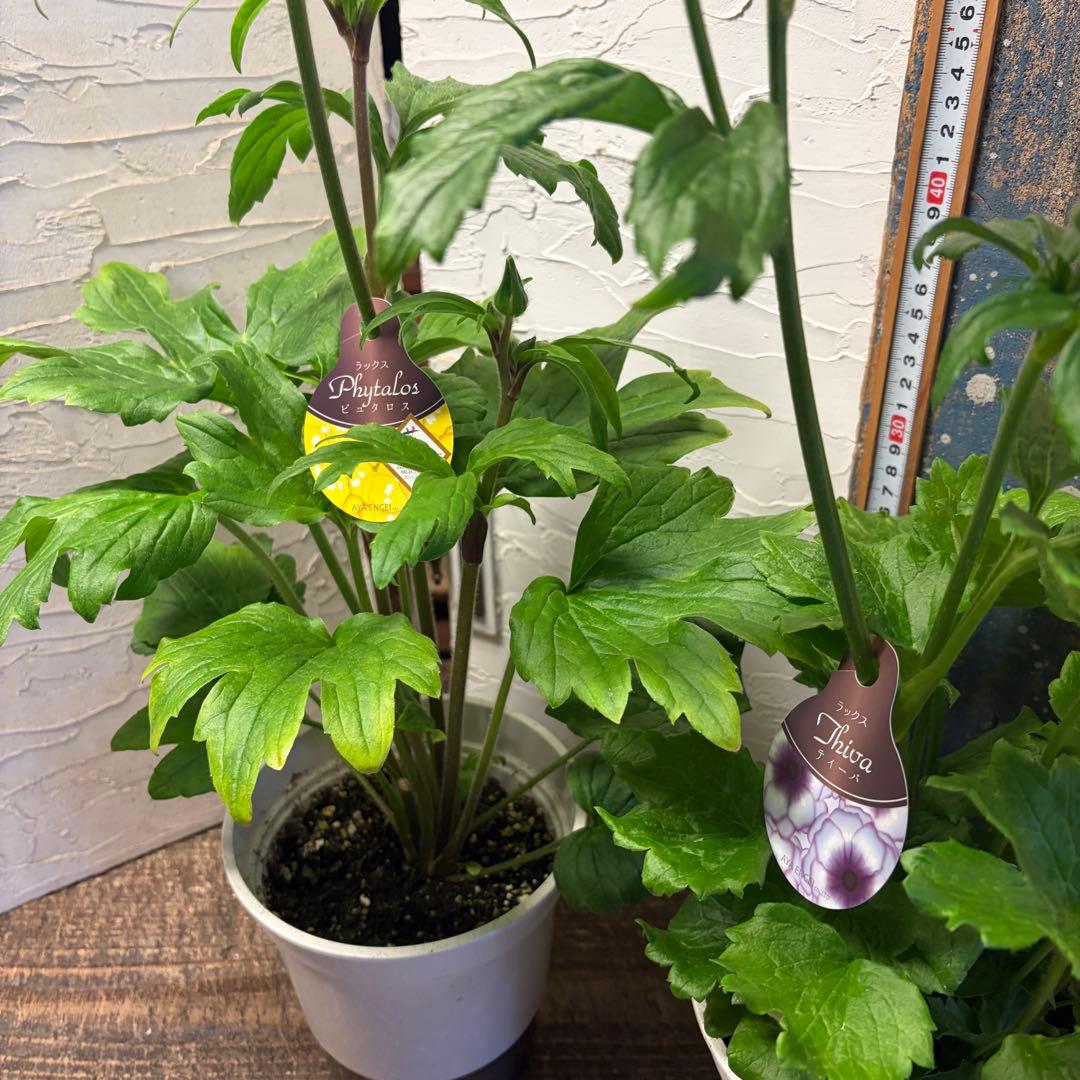 の*ん様 ガーデニング　ラナンキュラス　ラックス　変則アソート6ポット