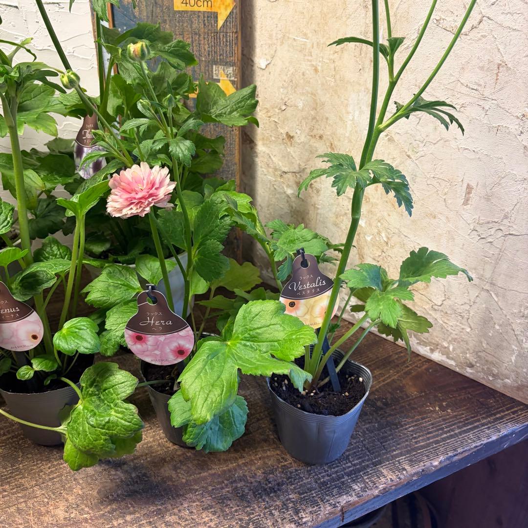 の*ん様 ガーデニング　ラナンキュラス　ラックス　変則アソート6ポット