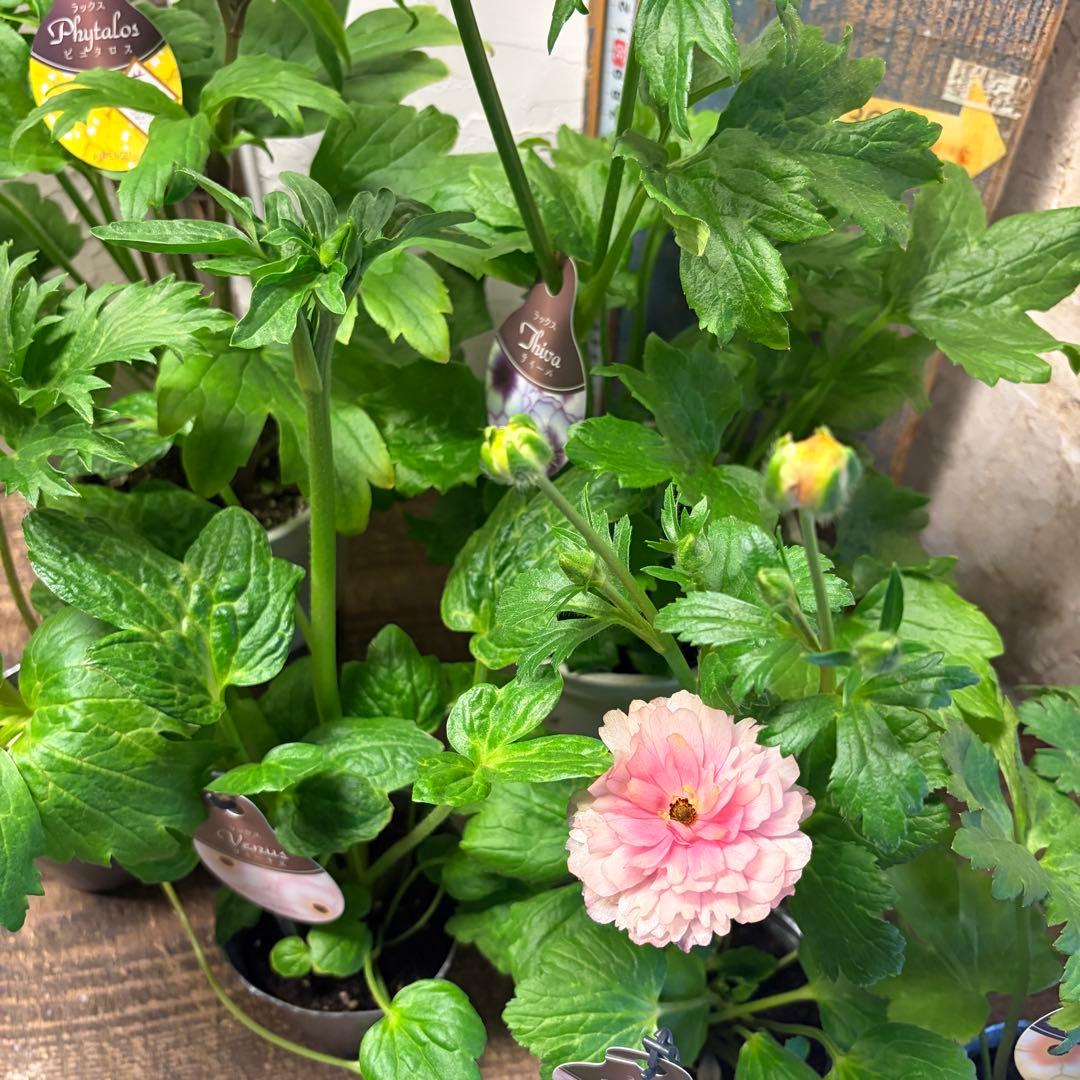 の*ん様 ガーデニング　ラナンキュラス　ラックス　変則アソート6ポット