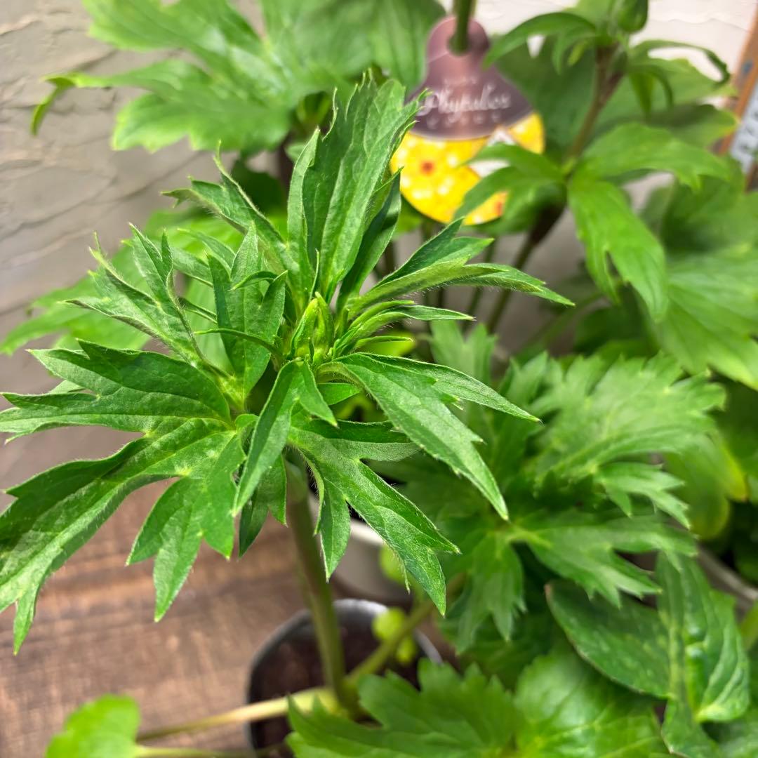 の*ん様 ガーデニング　ラナンキュラス　ラックス　変則アソート6ポット