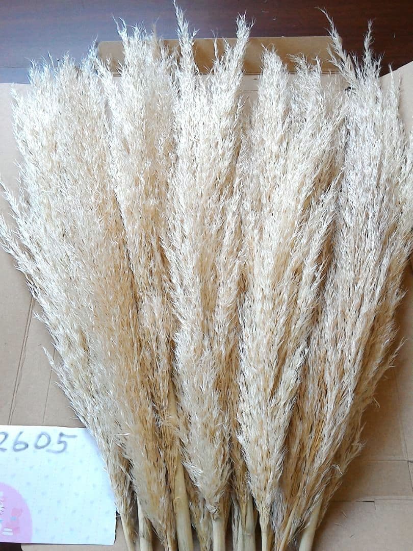 No.2605 サラサラタイプパンパスグラス小分け 15本 ドライフラワー