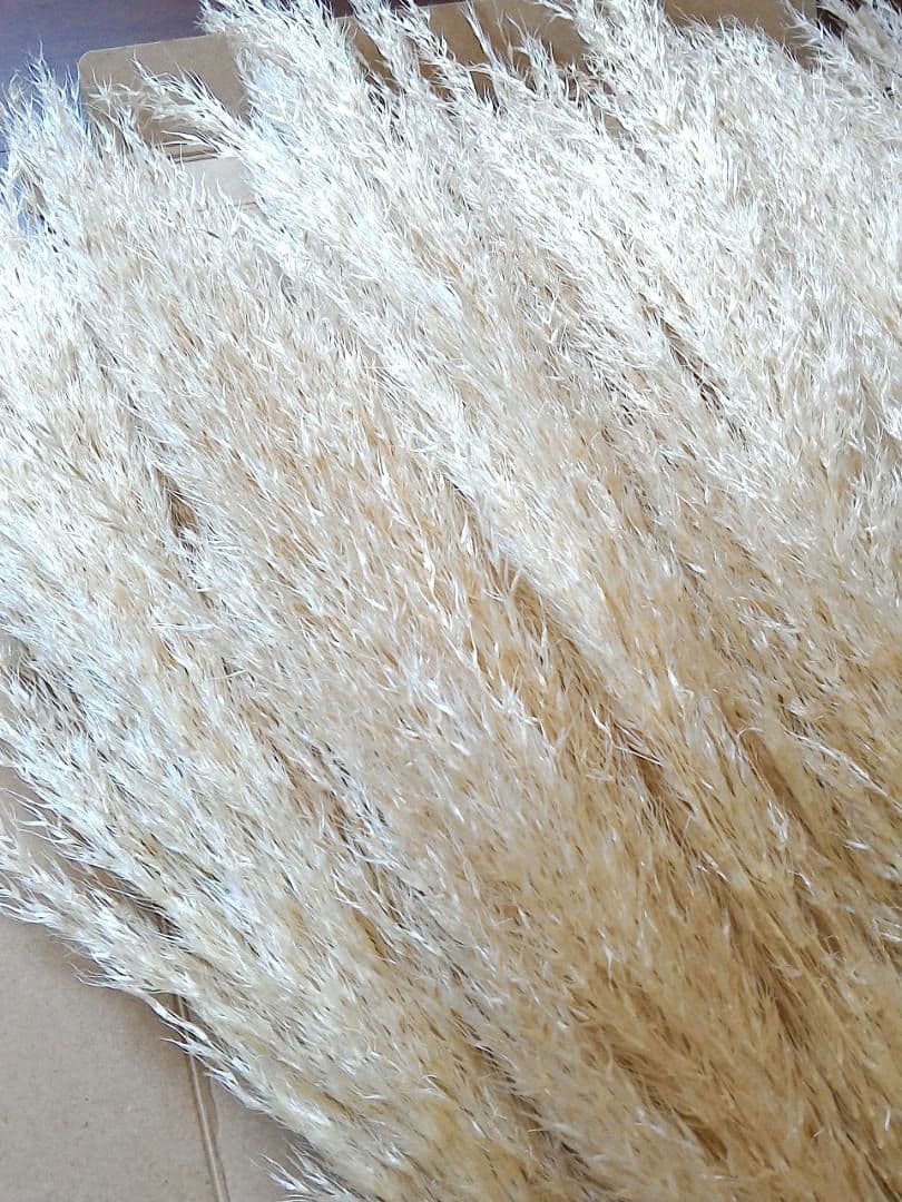 No.2605 サラサラタイプパンパスグラス小分け 15本 ドライフラワー