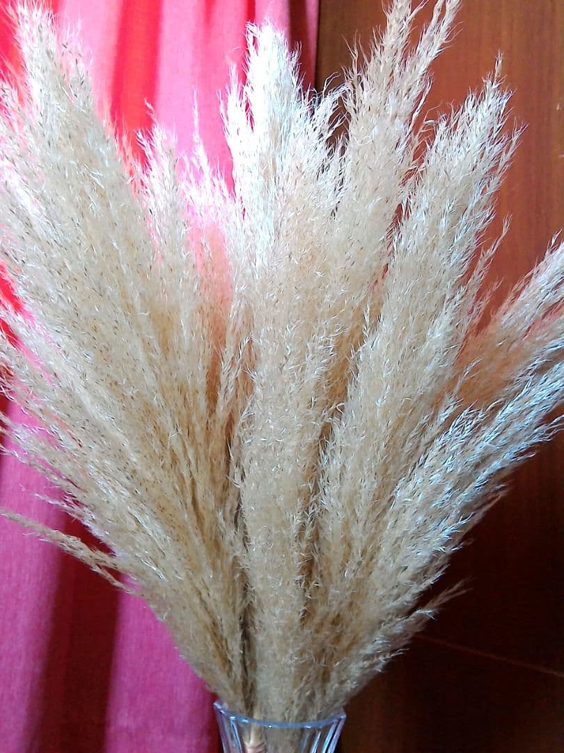 No.2605 サラサラタイプパンパスグラス小分け 15本 ドライフラワー