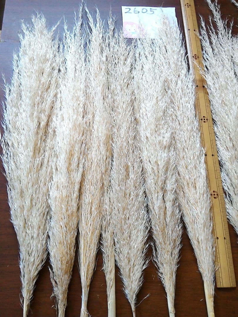 No.2605 サラサラタイプパンパスグラス小分け 15本 ドライフラワー