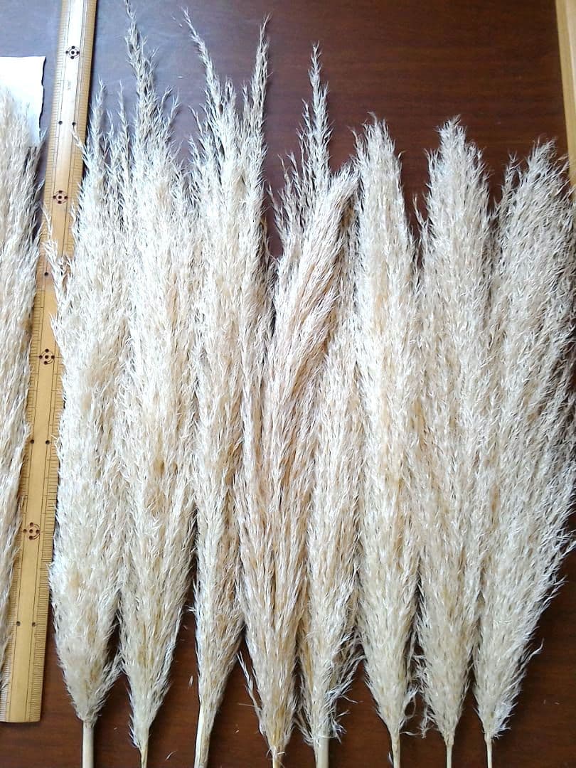 No.2605 サラサラタイプパンパスグラス小分け 15本 ドライフラワー