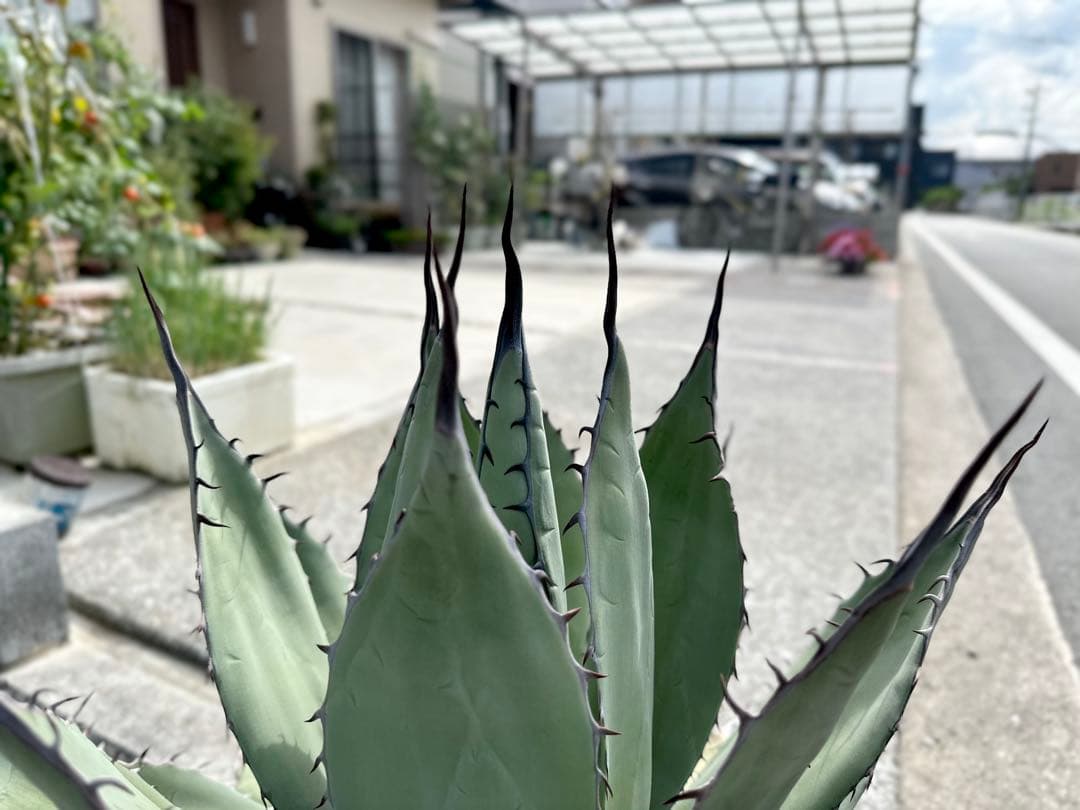 【最大値下中！親株出品】特大アガベ　パリーハイブリッド