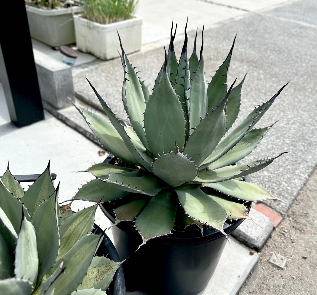 【最大値下中！親株出品】特大アガベ　パリーハイブリッド