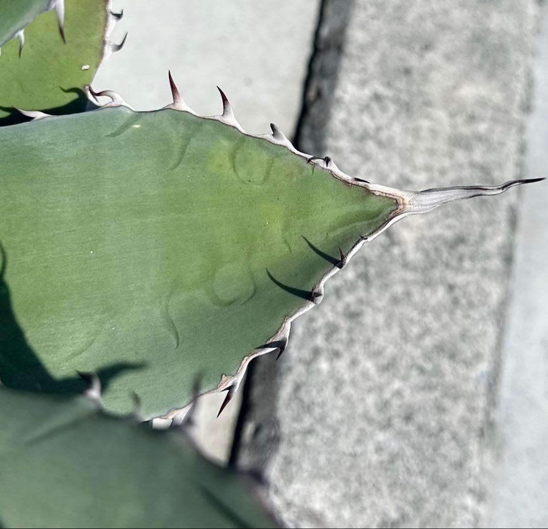 【最大値下中！親株出品】特大アガベ　パリーハイブリッド