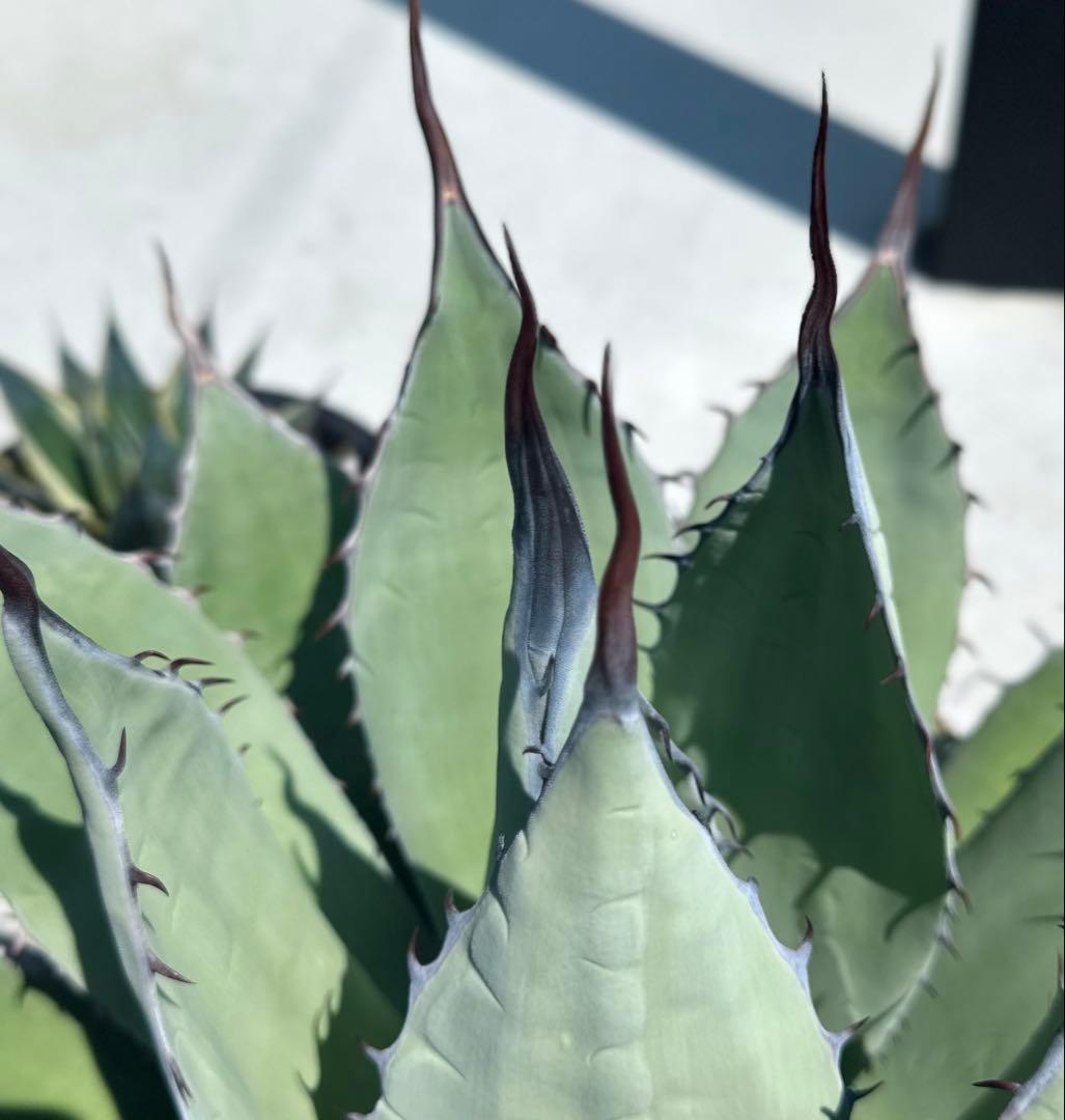 【最大値下中！親株出品】特大アガベ　パリーハイブリッド