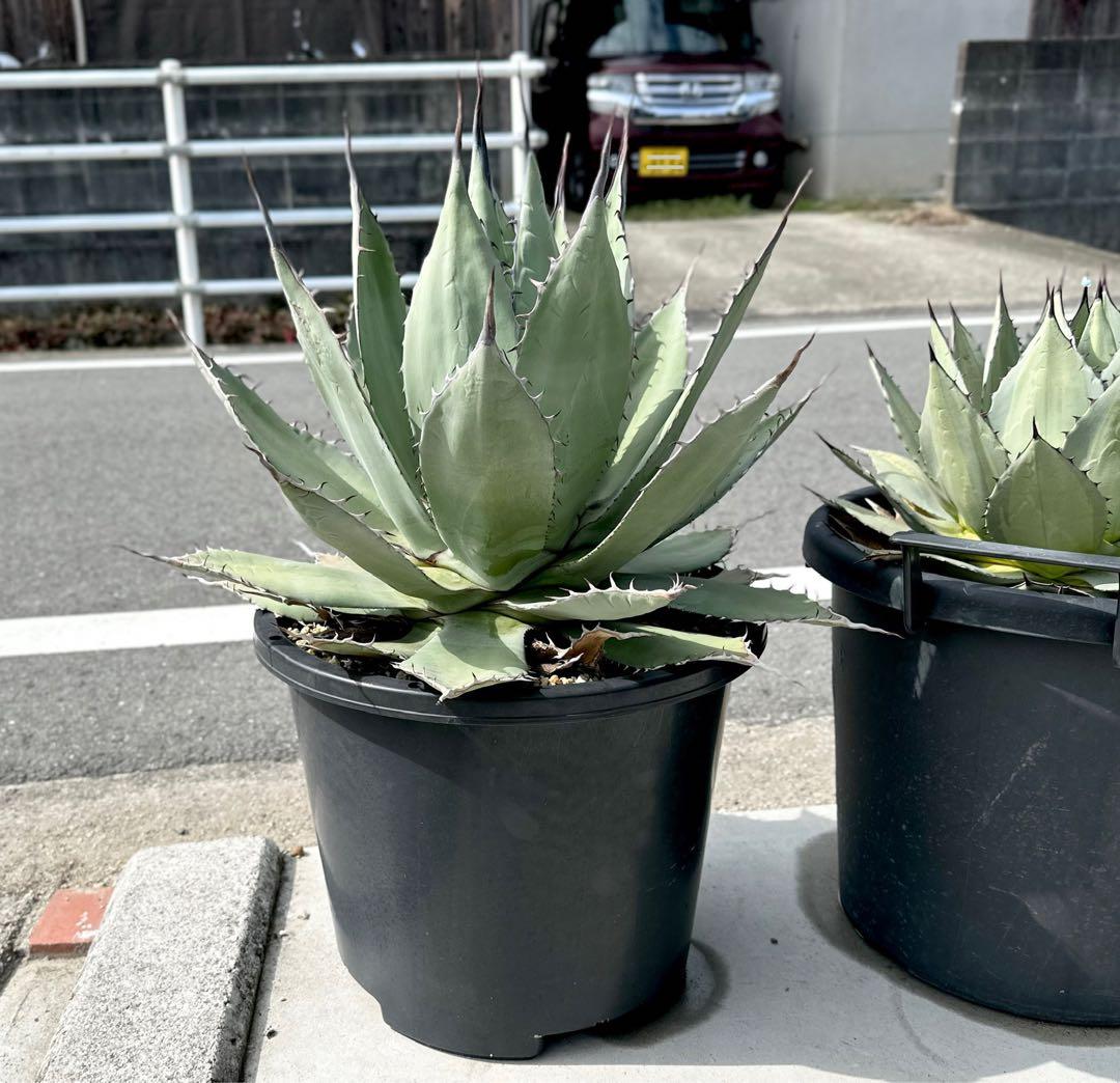 【最大値下中！親株出品】特大アガベ　パリーハイブリッド