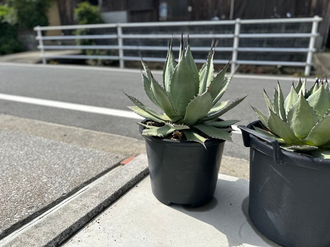 【最大値下中！親株出品】特大アガベ　パリーハイブリッド