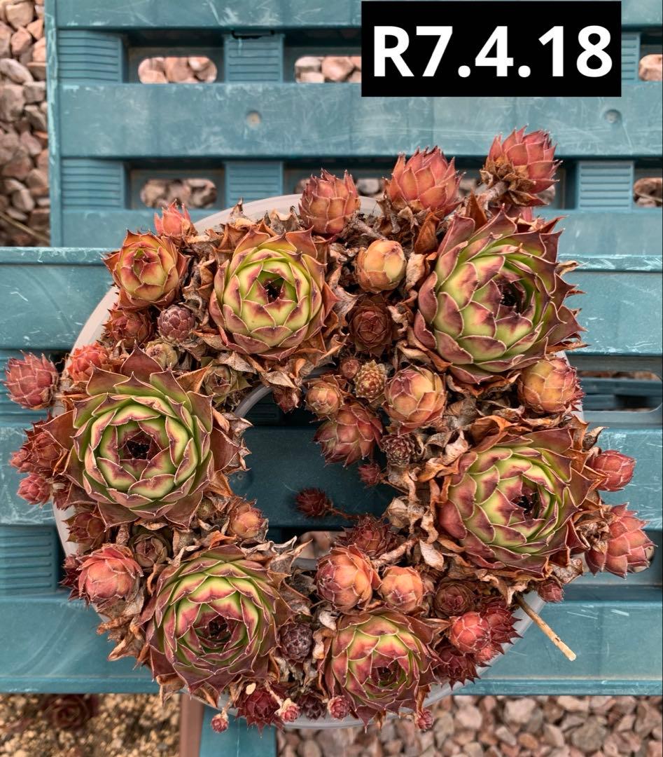 調整中センペルビウム リース① 16cm