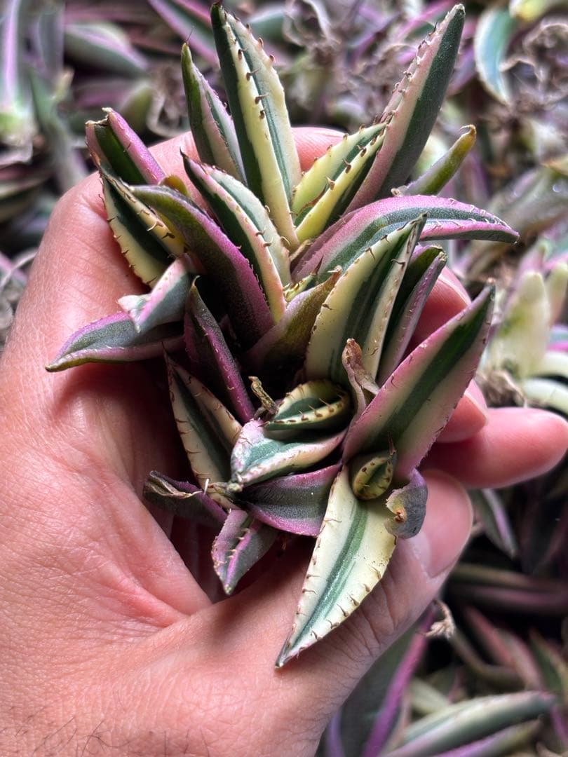 アガベ　チタノタ　スナグルトゥース　50株