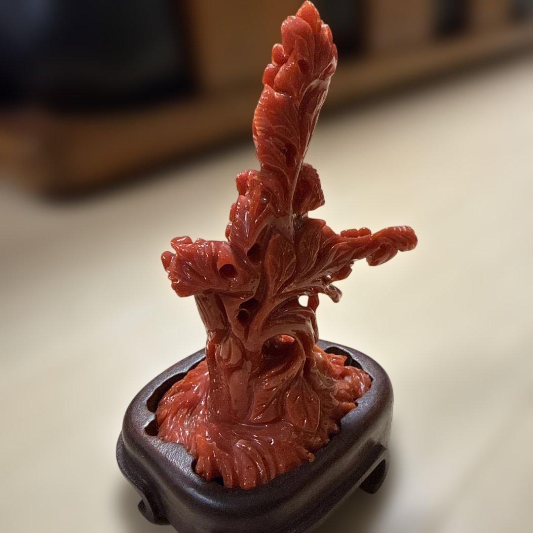 本赤珊瑚　極上の赤　118.5g/高さ約10㎝