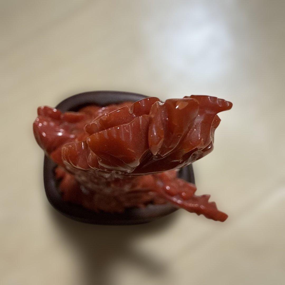 本赤珊瑚　極上の赤　118.5g/高さ約10㎝