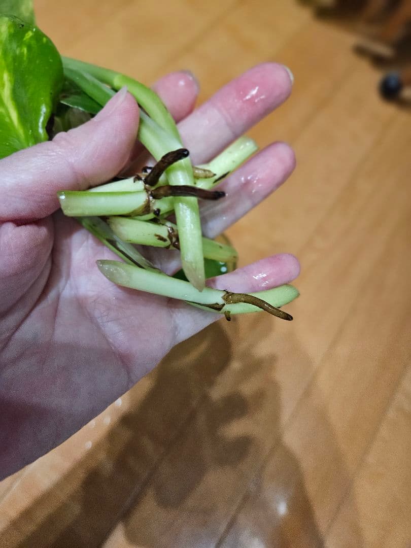 ⭐ポトス⭐リゾートポトス⭐サービスカット5本⭐発根済み