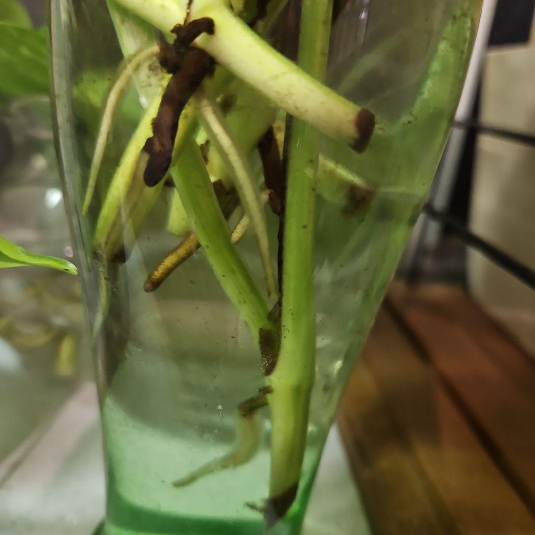 ⭐ポトス⭐リゾートポトス⭐サービスカット5本⭐発根済み