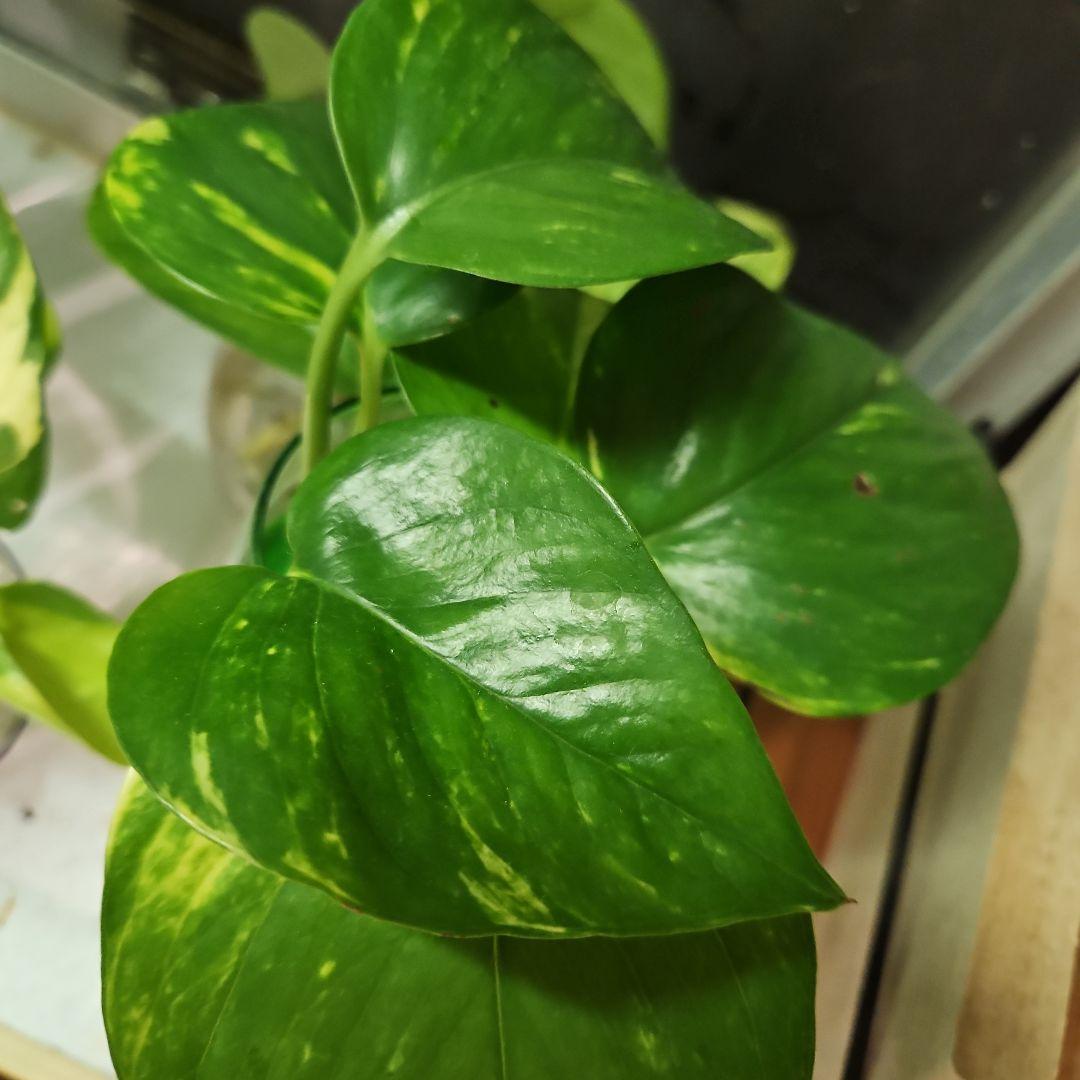 ⭐ポトス⭐リゾートポトス⭐サービスカット5本⭐発根済み