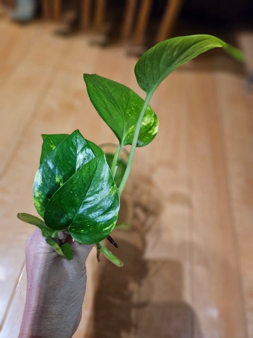 ⭐ポトス⭐リゾートポトス⭐サービスカット5本⭐発根済み