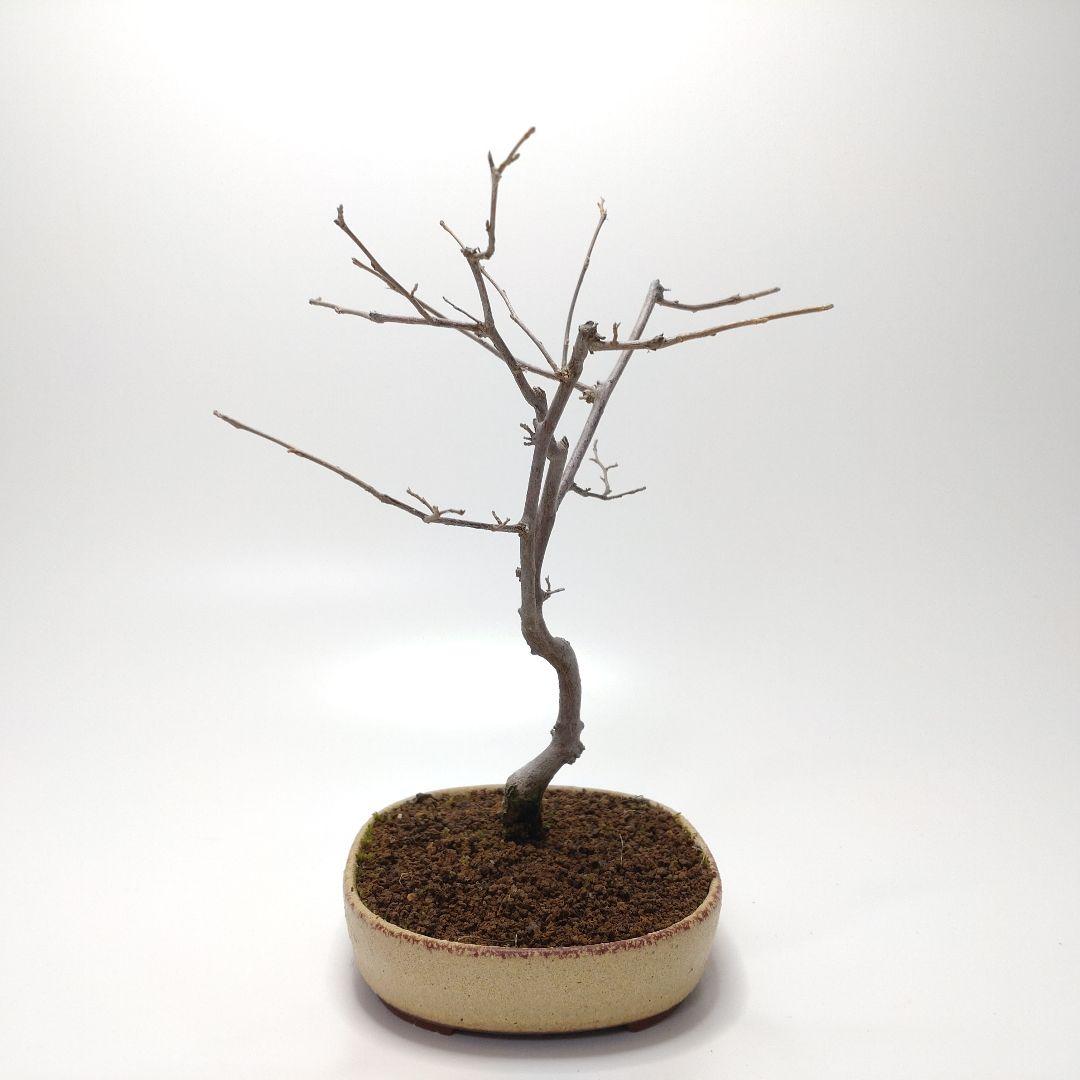 寒樹エゴノキ盆栽 CS201
