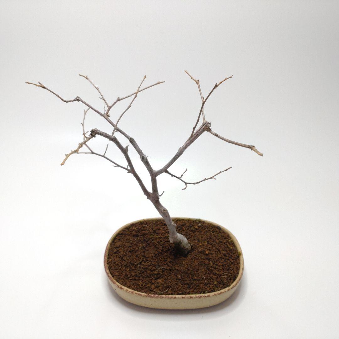 寒樹エゴノキ盆栽 CS201