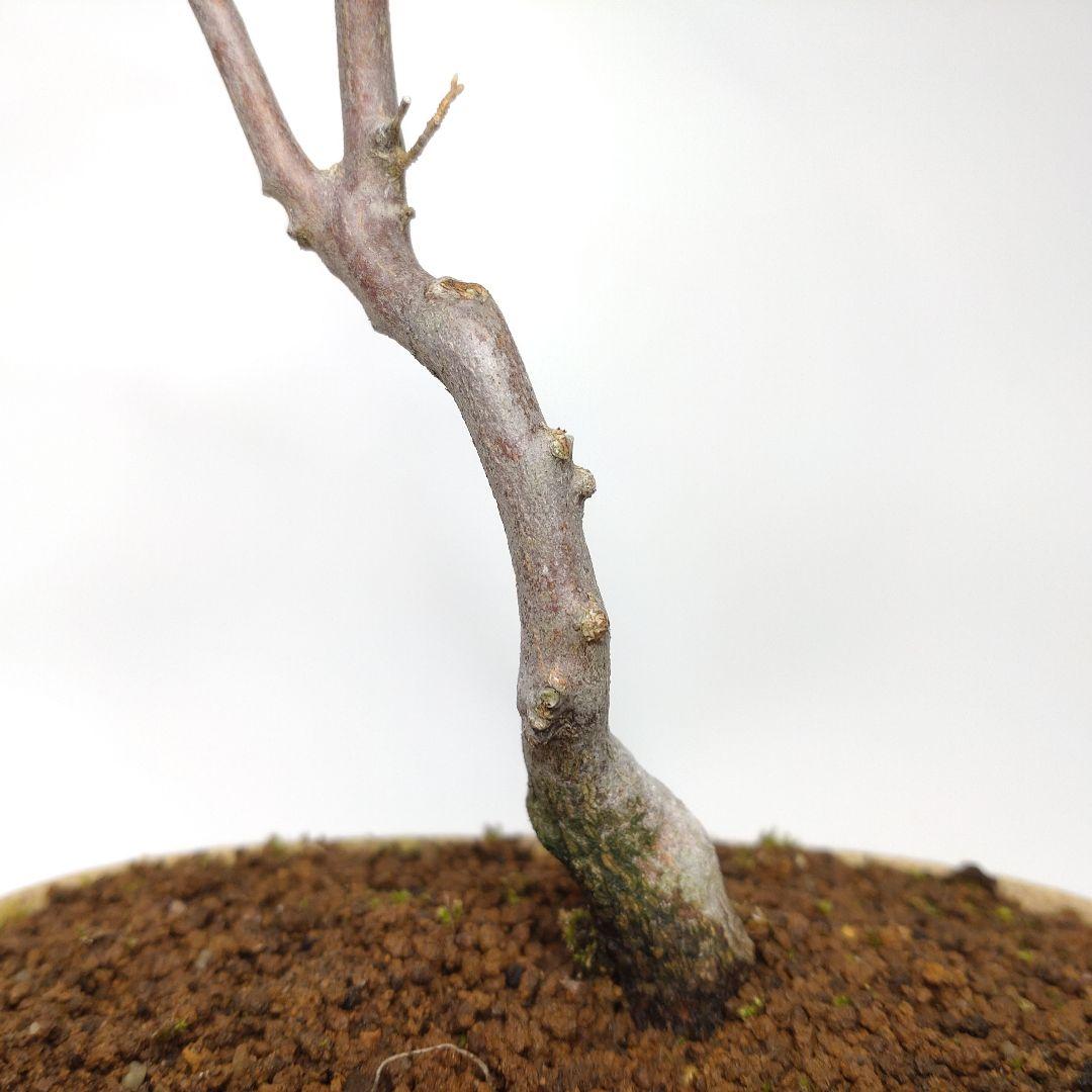 寒樹エゴノキ盆栽 CS201