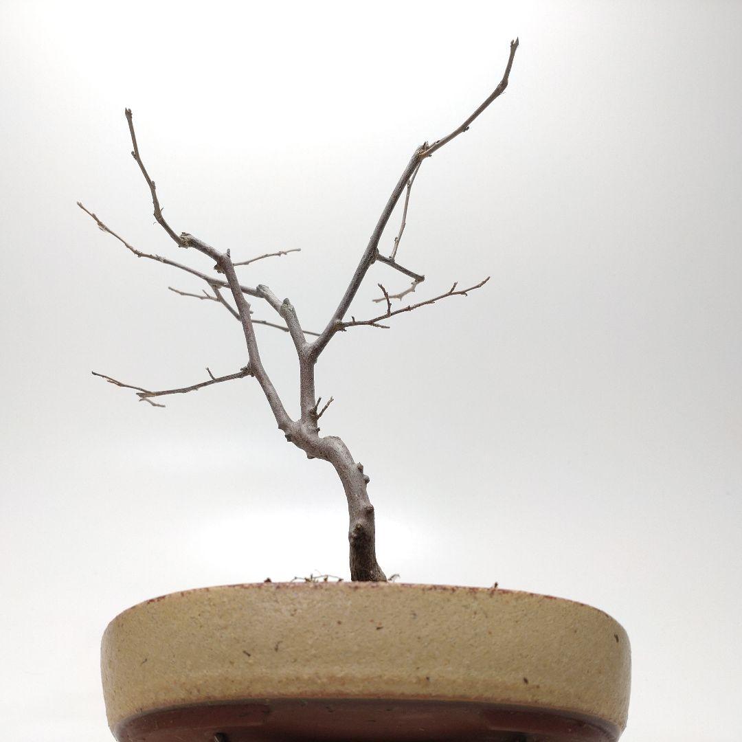寒樹エゴノキ盆栽 CS201