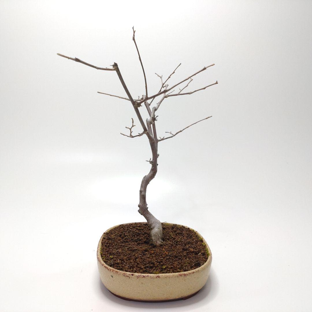 寒樹エゴノキ盆栽 CS201