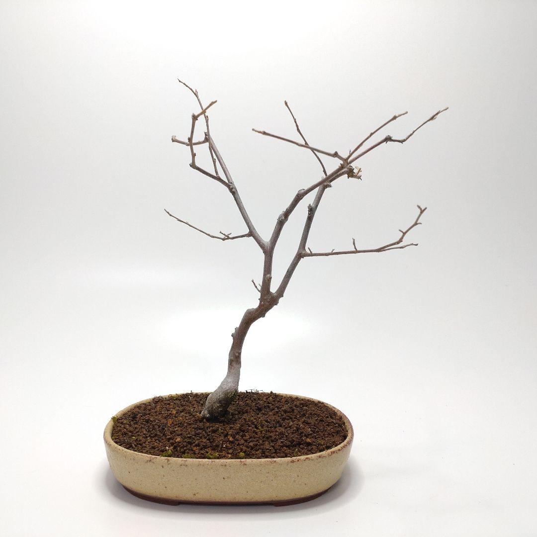 寒樹エゴノキ盆栽 CS201