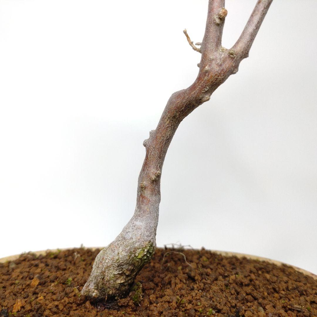 寒樹エゴノキ盆栽 CS201