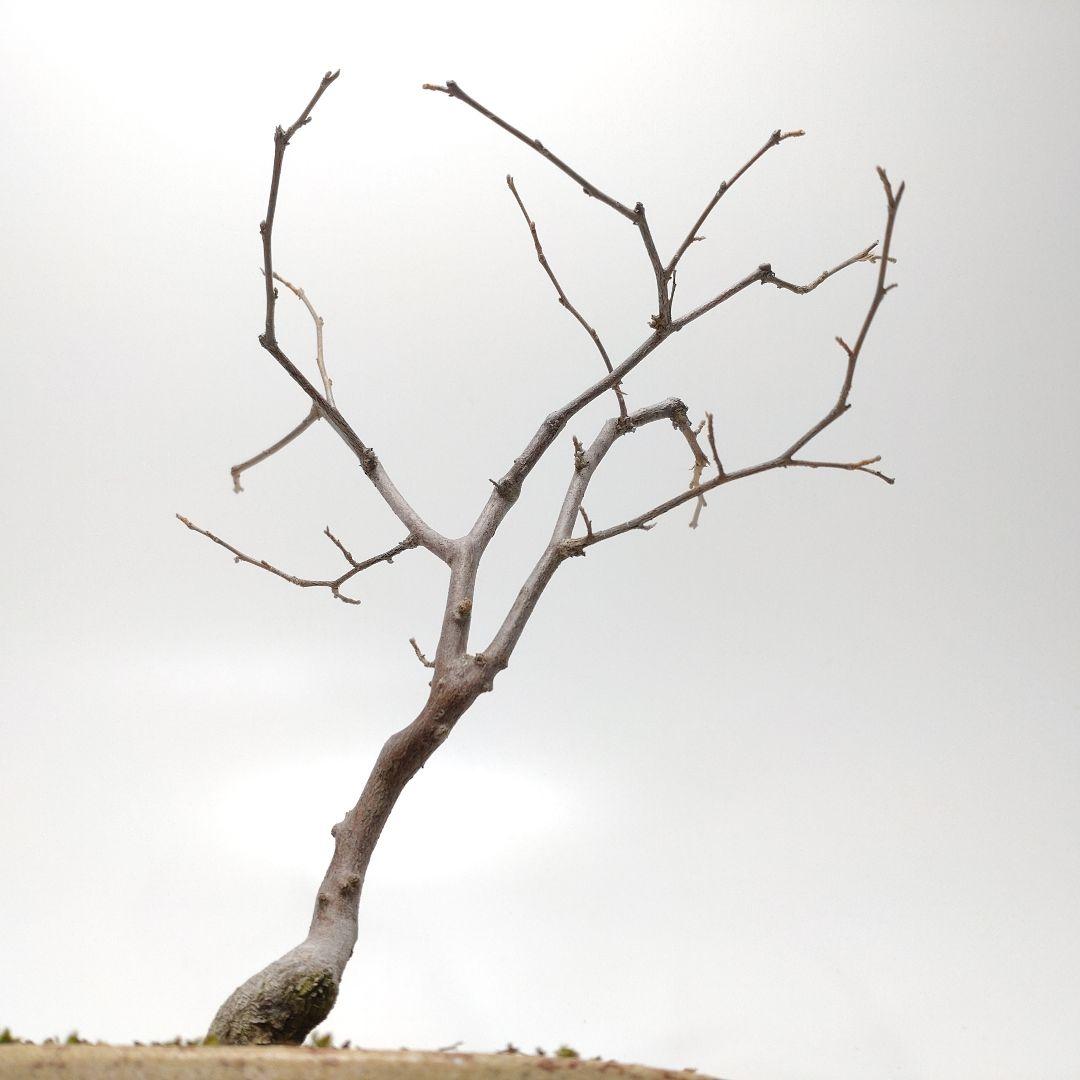 寒樹エゴノキ盆栽 CS201