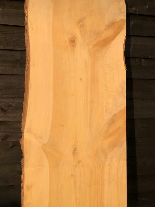 イチョウ　一枚板