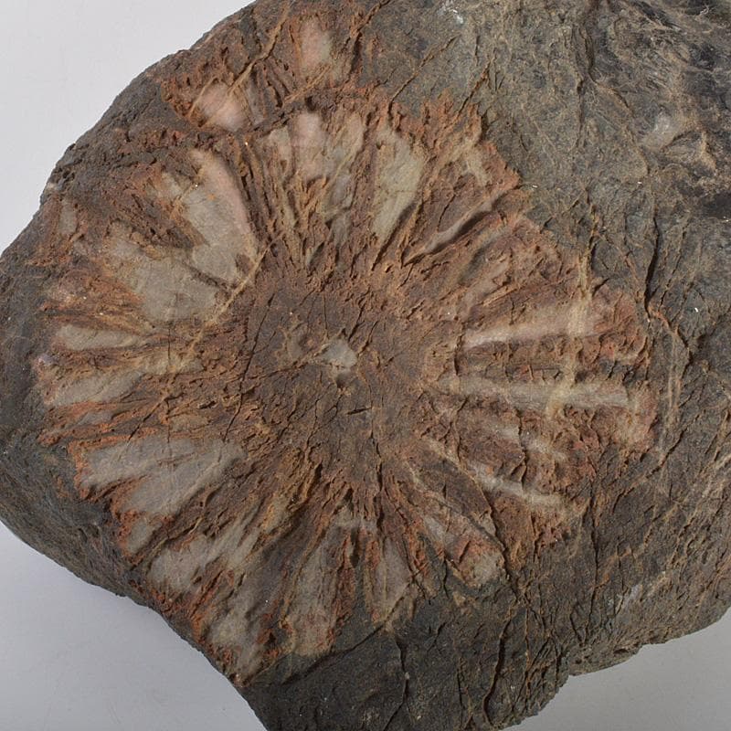 鑑賞石　天然石　菊花石　置物　重さ約5.4㎏　V　6200C