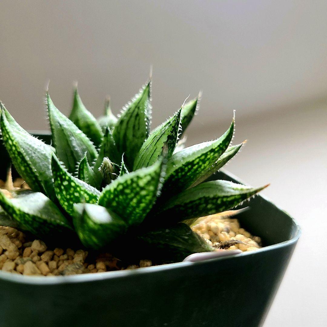 ナイルの一滴 実生選抜苗 特A 多肉植物 ハオルチア アロエ