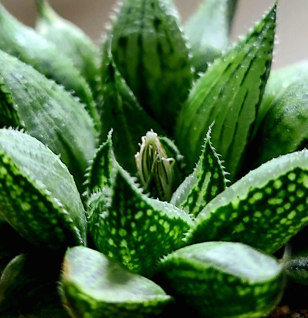 ナイルの一滴 実生選抜苗 特A 多肉植物 ハオルチア アロエ