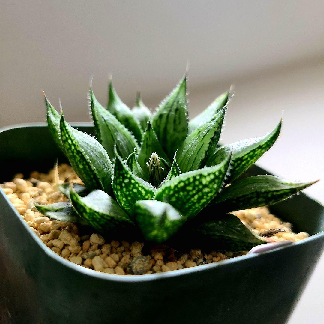 ナイルの一滴 実生選抜苗 特A 多肉植物 ハオルチア アロエ