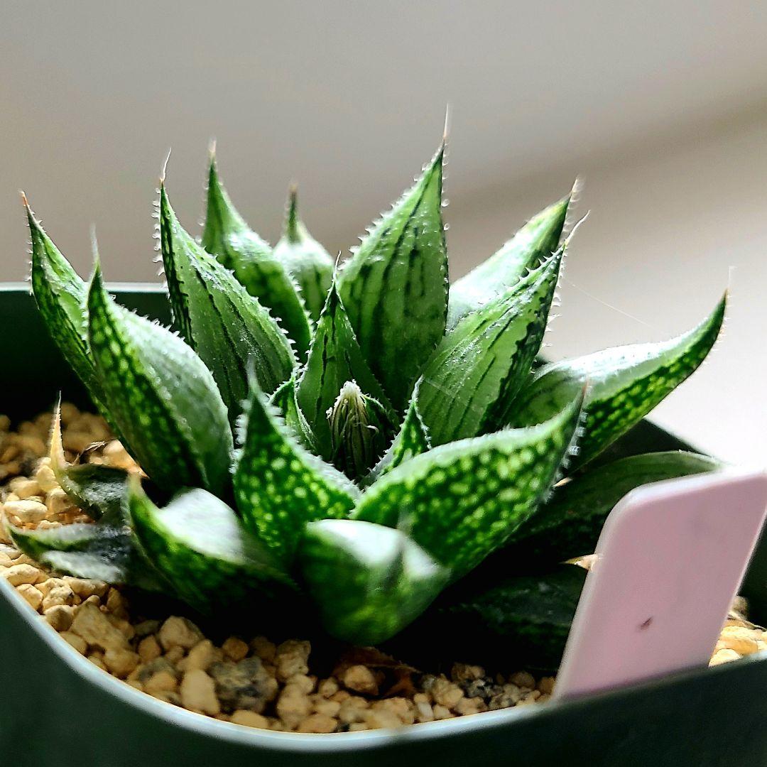 ナイルの一滴 実生選抜苗 特A 多肉植物 ハオルチア アロエ